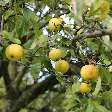 Welsden Dertien Panzió Margraten